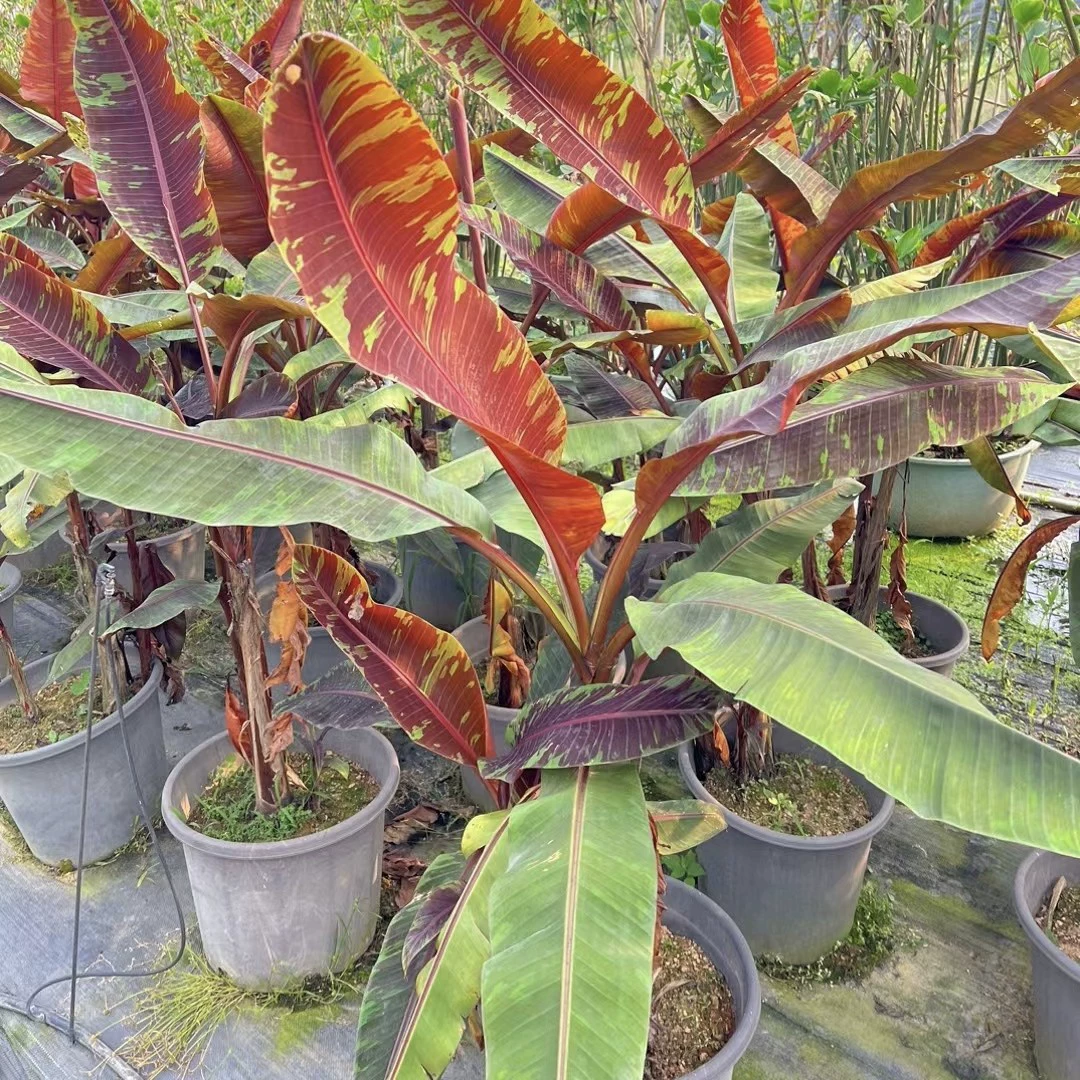 2405 садоводческая база оптом пятнистые листья, цветочные листья, красные парчи, банановые растения в горшках декоративные листья, зеленые растения