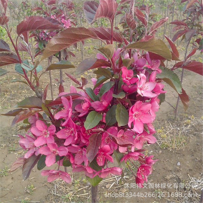 常年供应海棠基地种植项目 海棠树价格 风景绿化观赏北美海棠