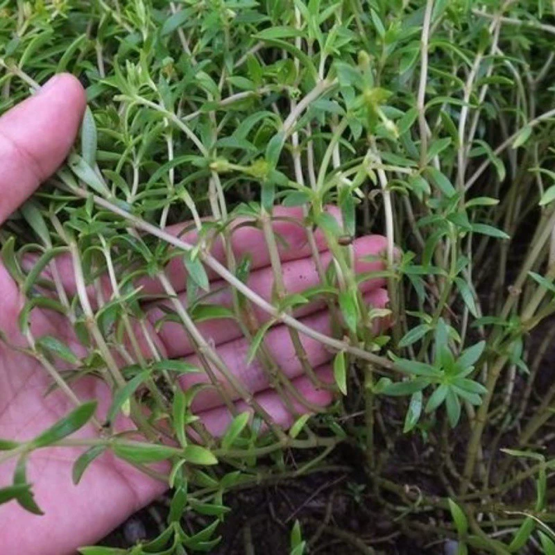 Аутентичные дикие Sedum sarmentosum Bermuda можно есть и выращивать сейчас.