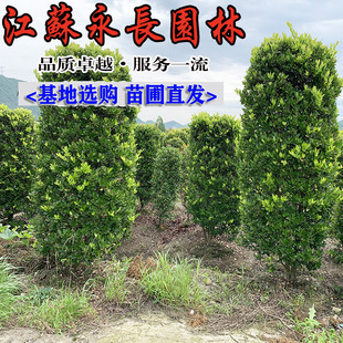 Wholesale of Jinsen Ligustrum Vulgaris for Many Years, Greening Project Seedlings, Greening and Beautiful Jinsen Ligustrum Vulgaris Balls, Courtyard Greening