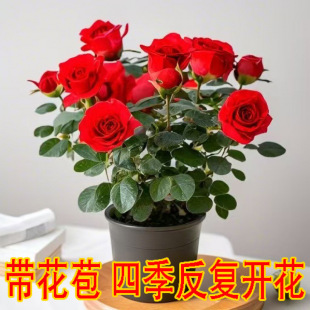 [with Buds] Rose Seedlings Potted Roses Bloom in All Seasons and Are Easy to Grow Flowers and Green Plants on the Balcony. Lazy People Can’T Kill Them