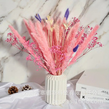 С«έ�ɻ������ɶ�װ�����յ���pampas�ֻ�