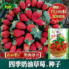 四季奶油草莓种子 农田菜园盆栽种植奶油红草莓籽鲜甜多只