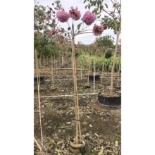 �V�|��ɽ�����ϻ��L�ľ3-5�� ���纬������ �໨�t�L�