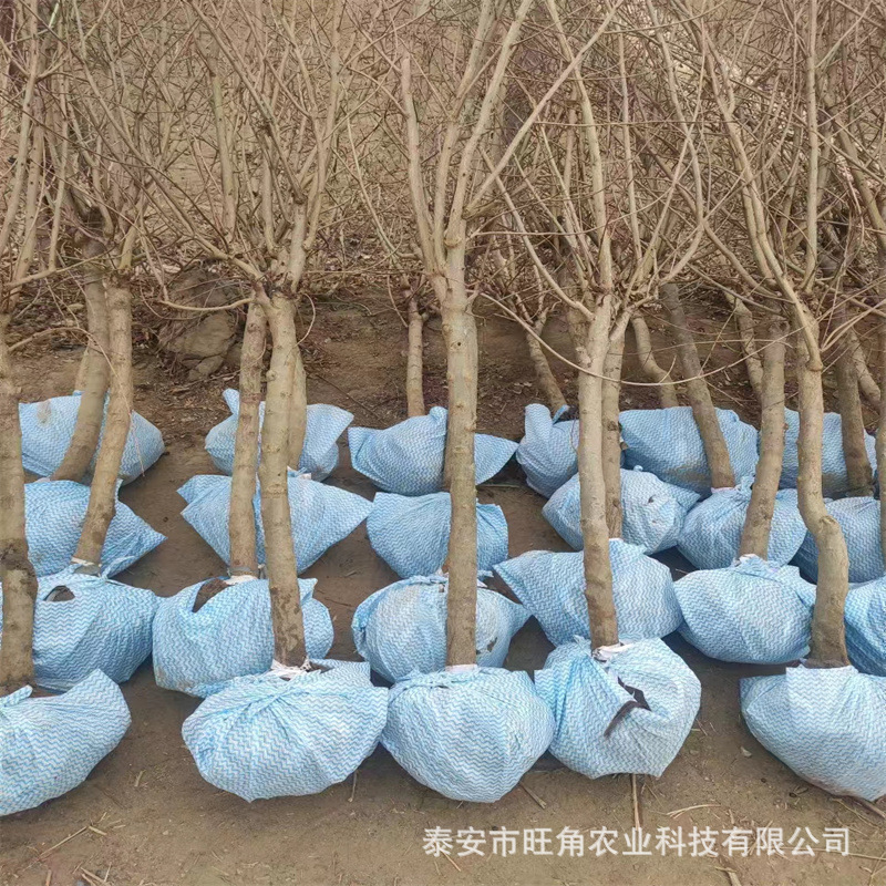 石榴树苗南方1公分3公分突尼斯软籽大果石榴苗石榴树苗多少钱一颗