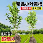 小叶黄杨苗造型黄杨冬青围墙篱笆植物北海道黄杨庭院造型绿化苗木