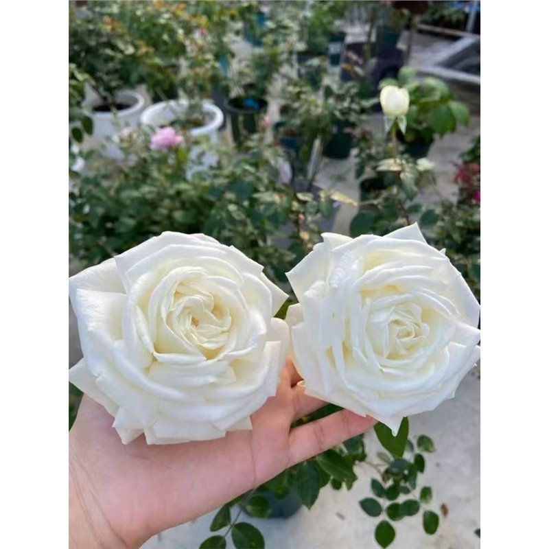 四季咲きのバラの花苗、特大の花つる苗、屋内外のバルコニー鉢植えバラ|undefined