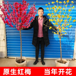 ÷������t÷����ԭ���D÷����ͥԺ�������Ԙ䘶�辰�G÷�����_��