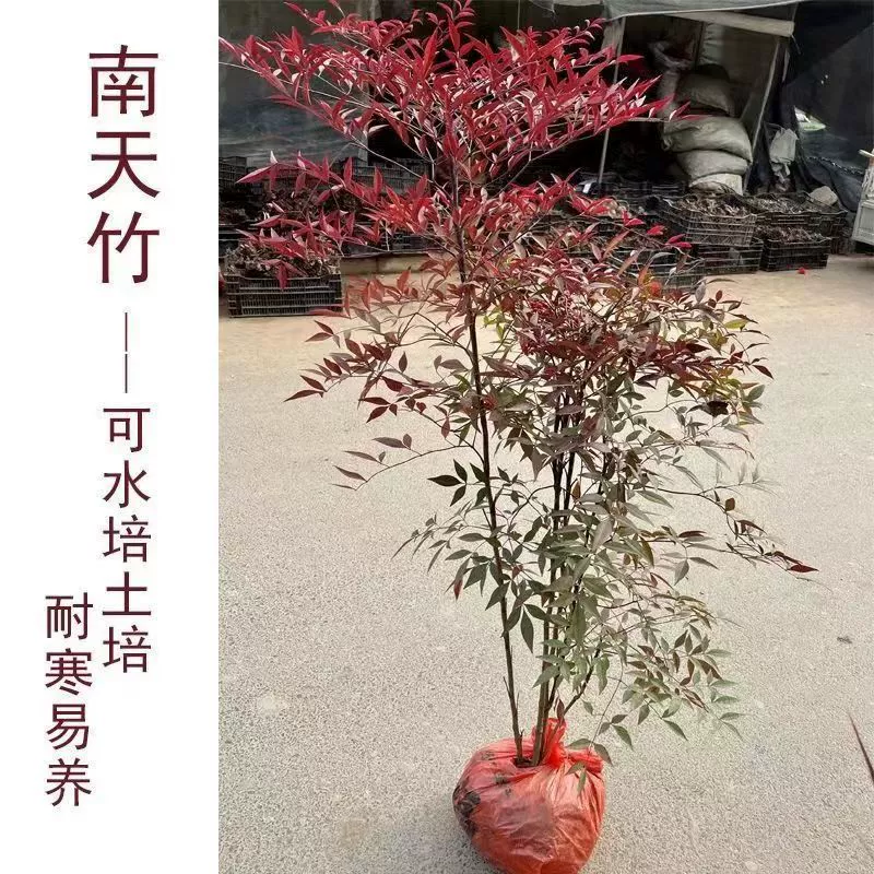Огонь Толстые Бамбуковые Саженцы в Горшке Крытый Сад Озеленение Листва Растения Красные Бамбуковые Рассада Ландшафтный дизайн