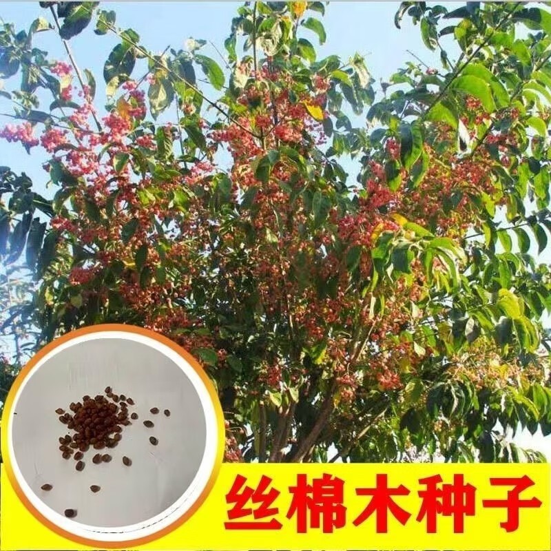 批发丝绵木种子 丝棉木树苗种子 丝棉木树种 林木种子