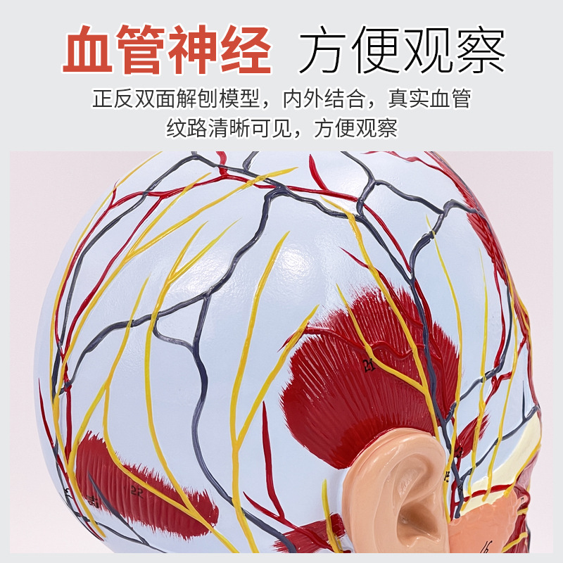 �������沿����Ѫ���񾭽���ģ��ͷ��ʸ״��������΢����ҽ������