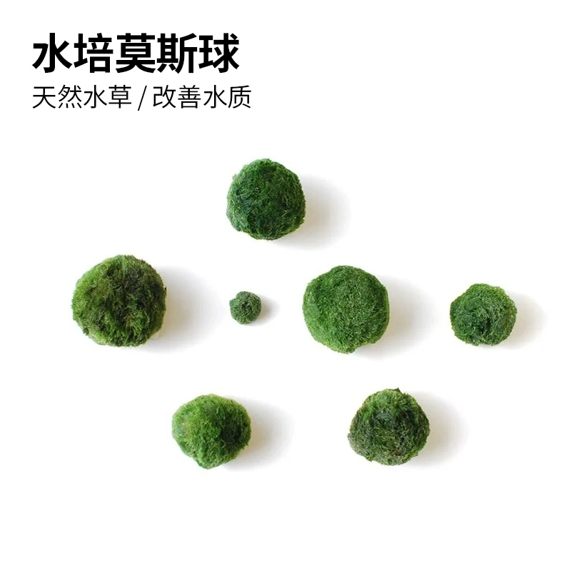 Черепаха аквариум экологическая гидропонная очистка воды Растения столешницы аквариум декоративный ландшафт