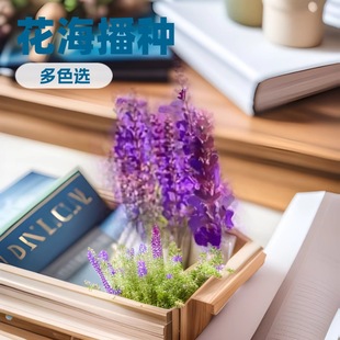 Blue flower sage seeds courtyard indoor outdoor balcony cold resistant plant flower seeds four seasons sowing blue flower seeds