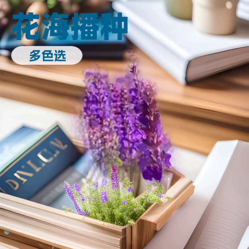 Синий цветок семян шалфея внутренний двор на открытом воздухе