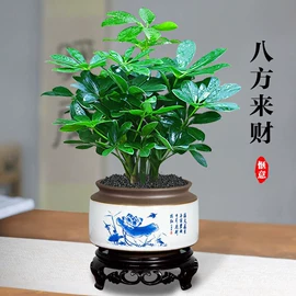 盆景;女士手提包;女士斜挎包