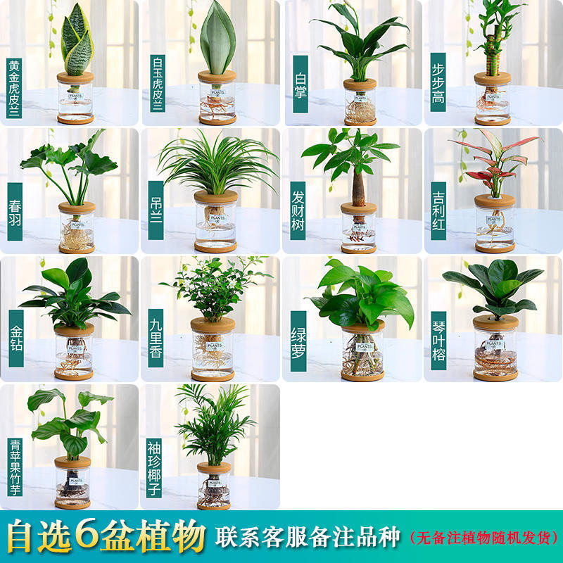 グリーンラタン水耕栽培ホルムアルデヒド除去鉢植え金のなる木ミント富竹屋内花緑植物オフィスグリーンラタン|undefined