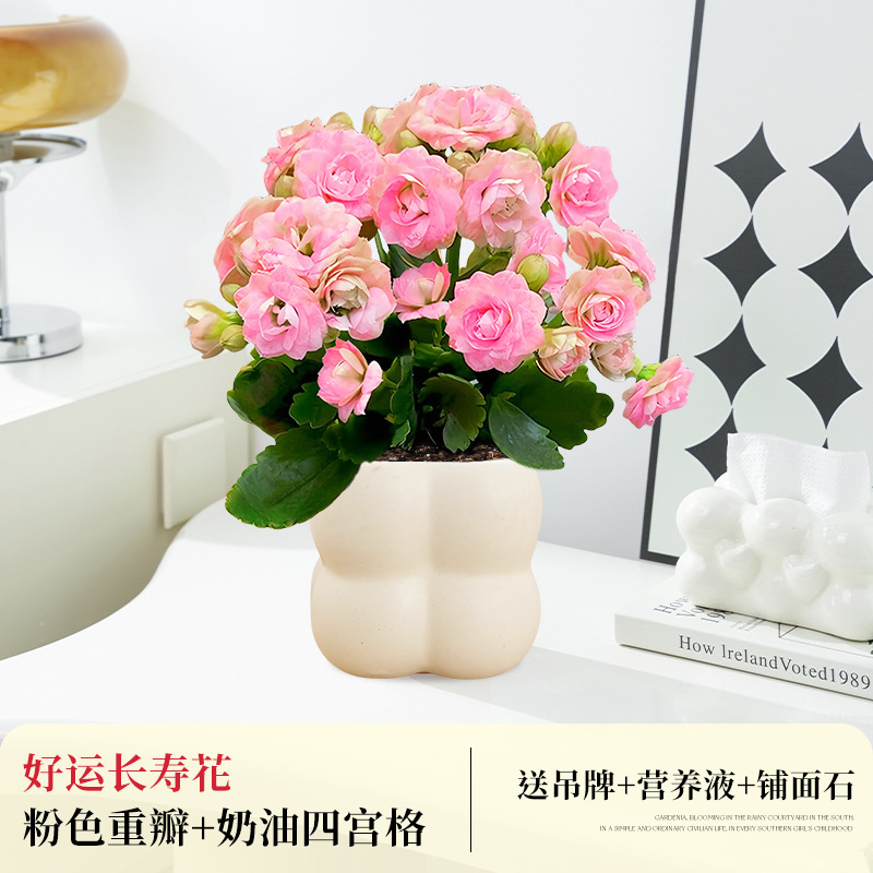 [핑크 더블꽃] 행운장수꽃 + 크림포궁그리드 (무료 봄태그 +