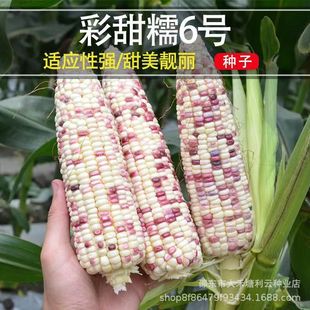 ����Ŵ6̖ ����Ŵ���׷N�ӿ����߮a���ȷN�Ѵ�������rʳ���׷N��