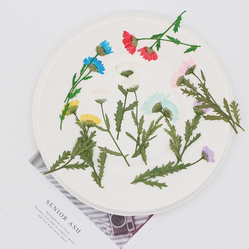 Боковое давление Кристалл Хризантема сушеный цветок тиснение оптом DIY цветочный материал сумка капля Клей Декоративная фоторамка образец растения заводские товары