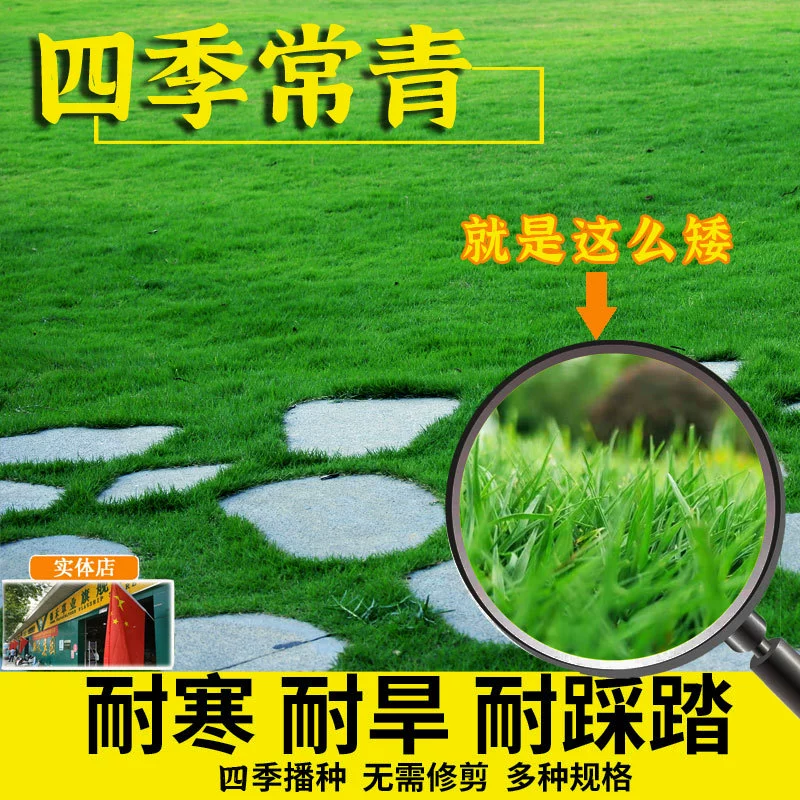 Артобстрел сетки семена бермудаграсс Смешанная трава Высокая овсяница морозостойкий райграс карлик Бермудский защита склонов озеленение видов трав