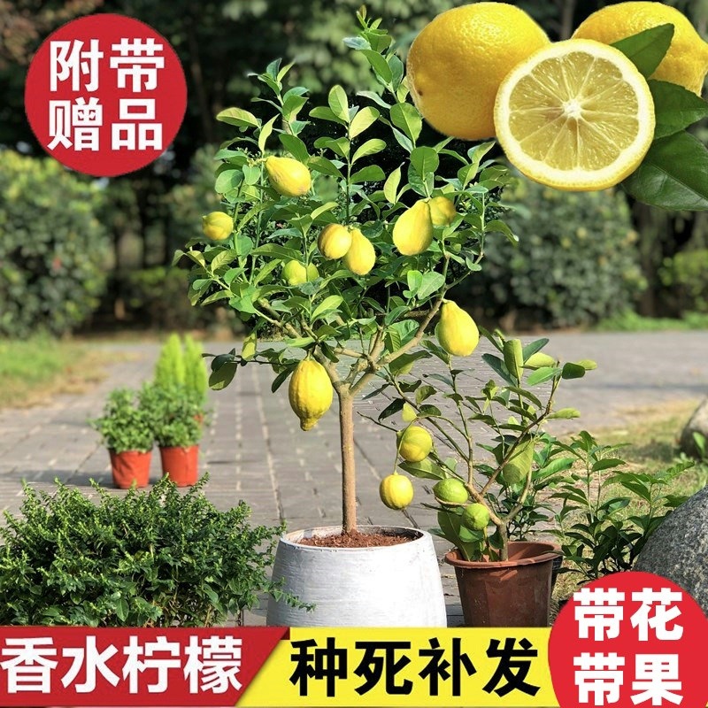 柠檬树苗盆栽地栽橘子香水柠檬苗南北方种植果树苗当年结果桔橙苗