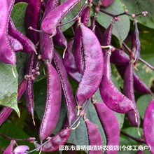 ����ü���N���ﶬ�����ඹ�ǷN�ӟo��ܶ��ⶹ�����ٲ˶��߲˷N��