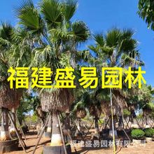 华盛顿棕榈价格 福建老人葵基地 华盛顿葵批发 华棕树报价