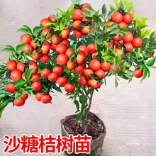 ɳ�ǽۘ�����������Ϸ������Nֲ���Ә���̽۹������޽�ɰ����