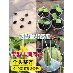 �����������ϷN���SƤ���ϷN���ļ��������������8424�N���ݴ�ȫ