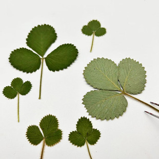 Small Strawberry Leaf Natural Plant Specimen Flower Photo Frame Gel Dropping Mobile Phone Shell Crafts Children's Handmade Dried Flower Embossed