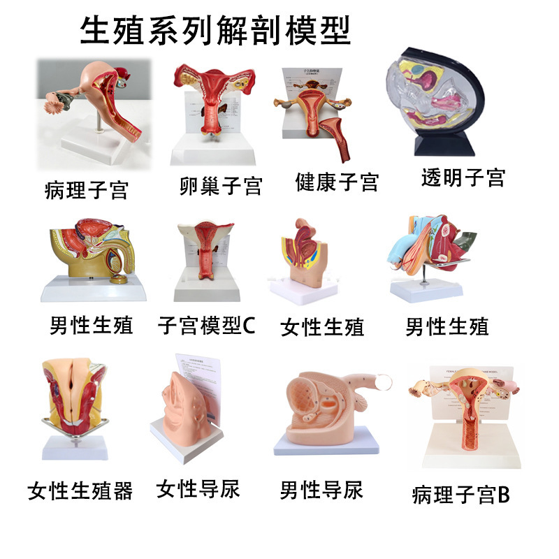 Production of Human Female Reproductive Uterus Anatomy and Pathology Models, Female Pelvic Models, Female Urogenital System Models Production of Human Female Reproductive Uterus Anatomy and Pathology Models, Female Pelvic Models, Female Urogenital System Models