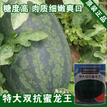 西瓜种子批发 特大双核蜜龙王西瓜籽 春季蔬菜种子菜籽批发