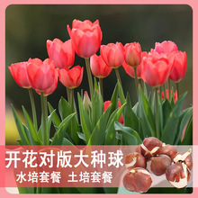 水培郁金香郁金香种球盆栽成活带芽阳台种植开花种子四季多年生