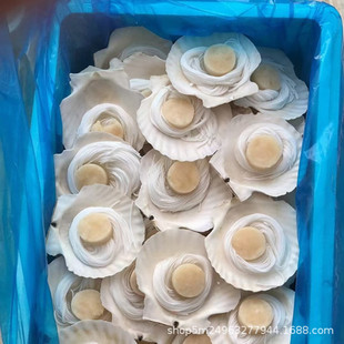 �۽z�����l �뚤�񎧷۽z80�� ������ؐ ���ӷ۽z�����ɶ�