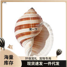 ������Ȼؐ�����ݶ��⻨��[�����߾�ؐ�~�ľ�з��ֳ���~���쾰