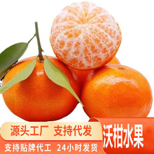 源头一件代发沃柑当季新鲜水果云南产地正宗精选沃柑桔现摘