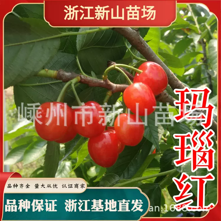玛瑙红樱桃苗樱桃树贵州纳雍樱桃苗南方种车厘子大樱桃庭院地栽