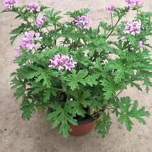 ��ò����Ի����҃���ͥԺ���x��ò���Gֲ�ļ��҃��ļ����B���[