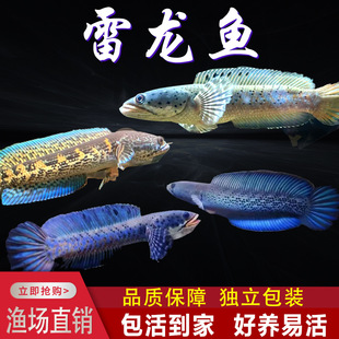 ���w�~������{��ʯ�����~�����ò������^�p�~���{�ßᎧ�t�t��ʯ