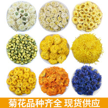 全品类菊花桐乡胎菊金盏菊七月菊贡菊矢车菊金丝皇菊婺源花茶