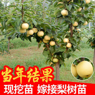 ������޽���������Sˮ���Ә��m���Ԯ���Y�������������