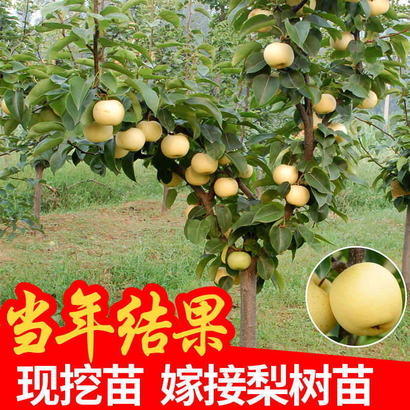 梨树果苗嫁接苗翠冠梨树丰水梨子树苖地栽当年结果梨树苗果树果苗