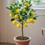 四季盆栽种植食用水果苗
