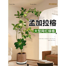 孟加拉榕树祿植盆栽室内大型绿植高端真树客厅电视机旁落地吸甲醛
