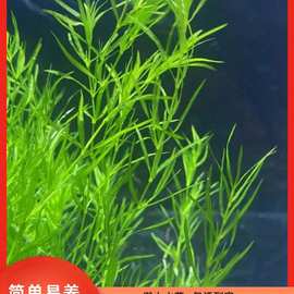 印度小竹节竹节草真水草水族箱鱼缸造景观赏新手懒人阴性水草繁殖