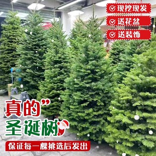 �}�Q�����2024�¿���Ϳ͏d�Zؐ���b[��diy������ɾGֲ����