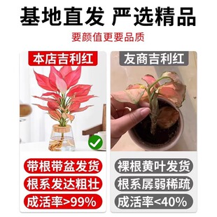 �����t����ˮ��ֲ���k����������B�Gֲ�҃ȿ͏d����ʺ󻨻��辰