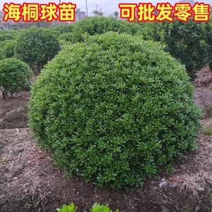 ���̾G����ͩ��ͥԺ�G���ļ�������ζ�����ͺ�ֲ���е������G�h��