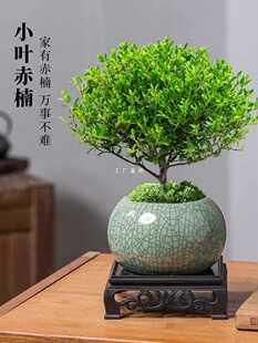 ✅ Small-Leaf Red Nan Old Pile Potted Mini Plant Flower Office Desktop Small Green Plant Easy to Grow Four-Season Bonsai