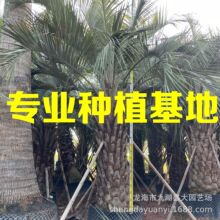 江苏布迪椰子树批发基地 福建布迪椰子价格 浙江布迪椰子报价